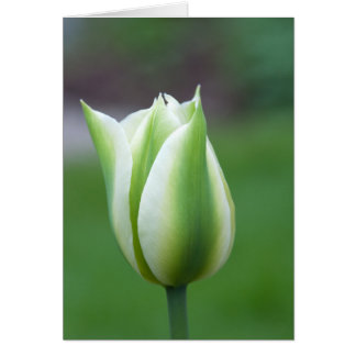 Green Tulip Cards