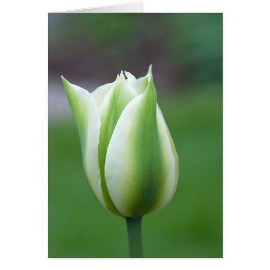 Green Tulip Cards (Front)