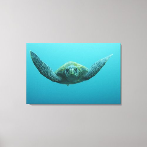 Green Turtle Chelonia mydas agassisi Central Canvas Print