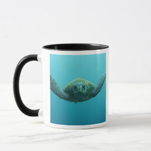 Green Turtle (Chelonia mydas agassisi), Central Mug