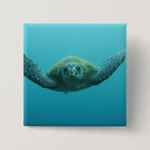 Green Turtle (Chelonia mydas agassisi), Central Pinback Button