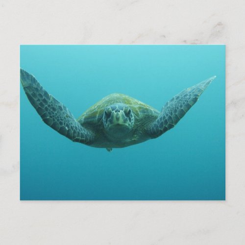 Green Turtle Chelonia mydas agassisi Central Postcard