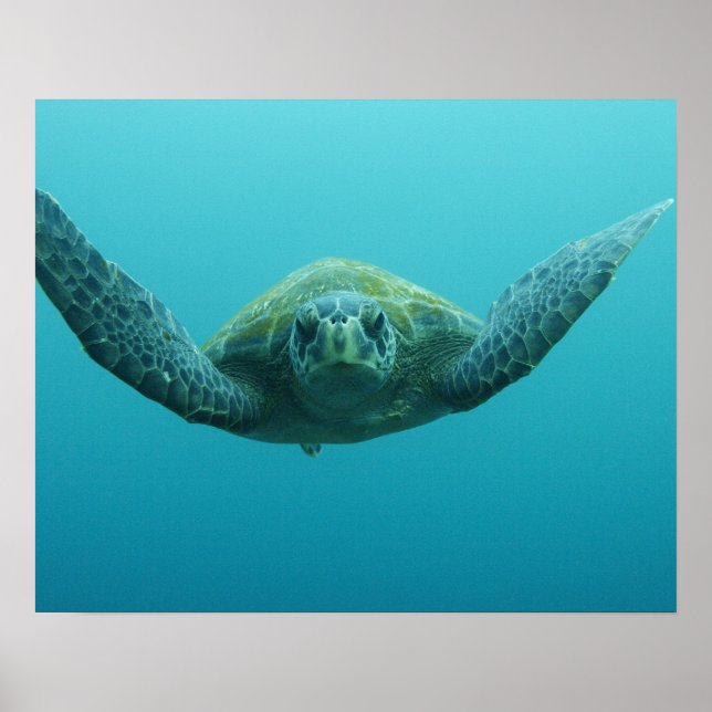 Green Turtle (Chelonia mydas agassisi), Central Poster (Front)