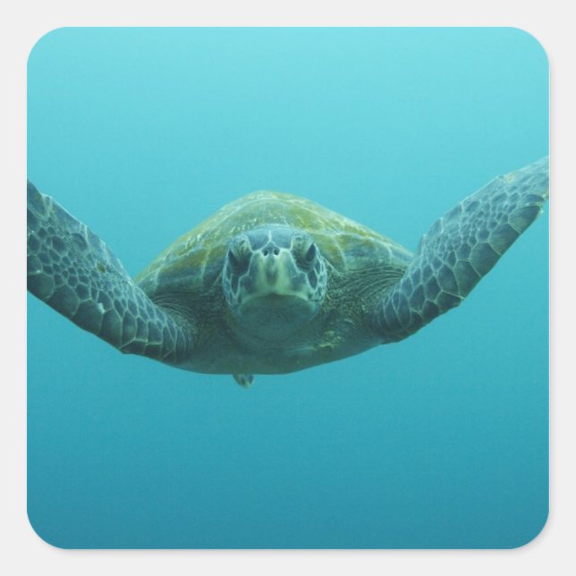Green Turtle (Chelonia mydas agassisi), Central Square Sticker (Front)