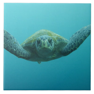 Green Turtle (Chelonia mydas agassisi), Central Tile