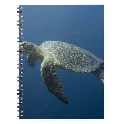 Green Turtle Chelonia mydas agassisi off Wolf Notebook