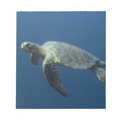 Green Turtle Chelonia mydas agassisi off Wolf Notepad