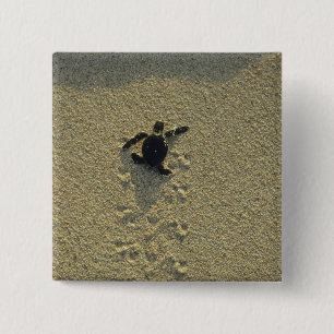 Green Turtle, (Chelonia mydas), hatchling Button