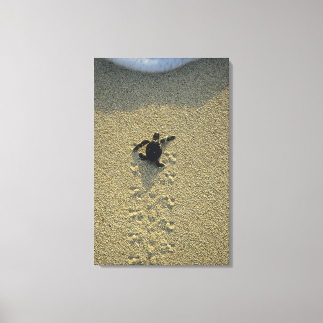 Green Turtle, (Chelonia mydas), hatchling Canvas Print (Front)