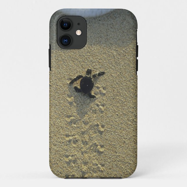 Green Turtle, (Chelonia mydas), hatchling Case-Mate iPhone Case (Back)