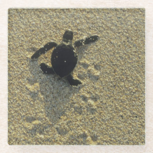 Green Turtle, (Chelonia mydas), hatchling Glass Coaster