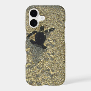 Green Turtle, (Chelonia mydas), hatchling iPhone 17 Case