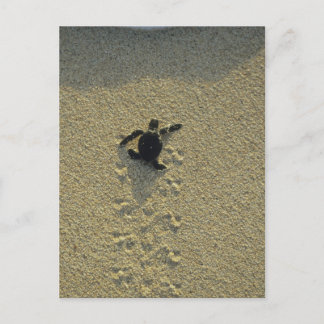 Green Turtle, (Chelonia mydas), hatchling Postcard
