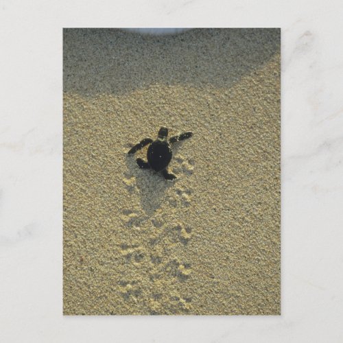 Green Turtle Chelonia mydas hatchling Postcard