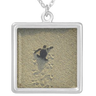 Green Turtle, (Chelonia mydas), hatchling Silver Plated Necklace