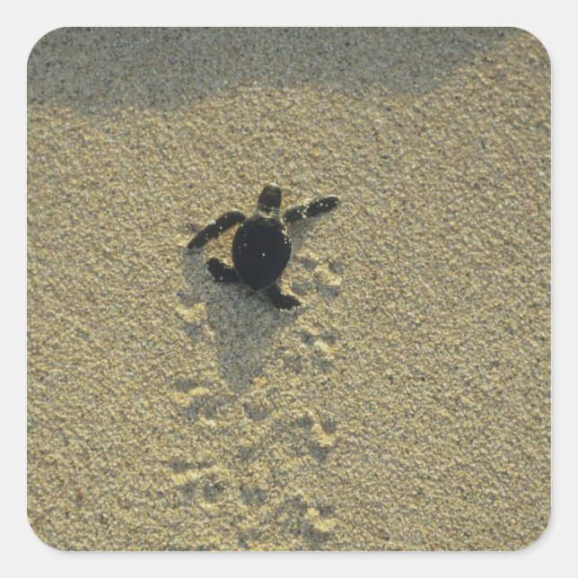 Green Turtle, (Chelonia mydas), hatchling Square Sticker (Front)