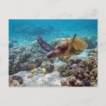 Green Turtle Postcard by geila898 at Zazzle