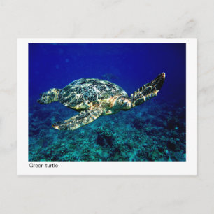 green turtle postcard - 01