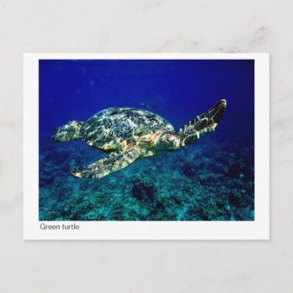 green turtle postcard - 01