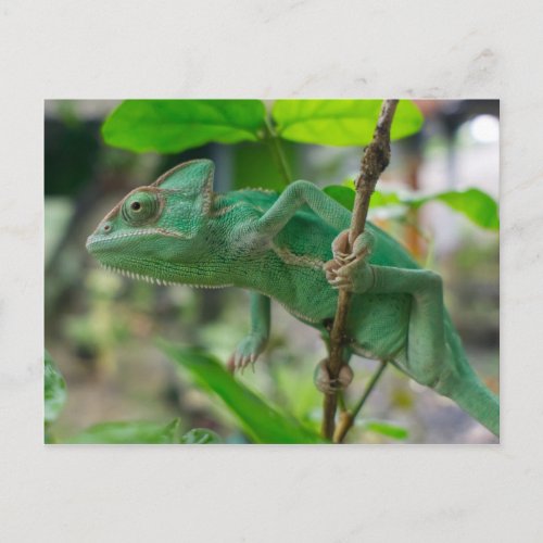 green veiled chameleon postcard