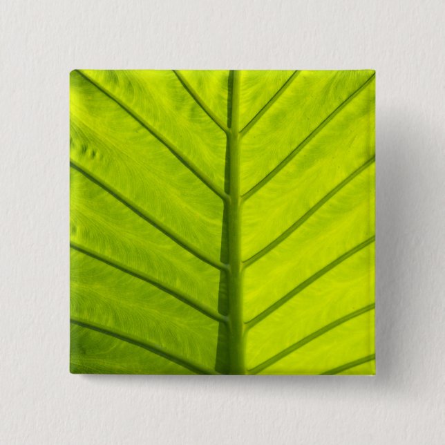 Green veined leaves of tropical foliage in button (Front)