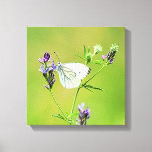 Green Veined White Butterfly Canvas Print