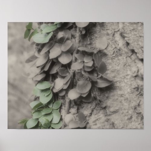 Green Vine On Tree Partial Color Poster