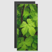 Green vines (Front/Back)