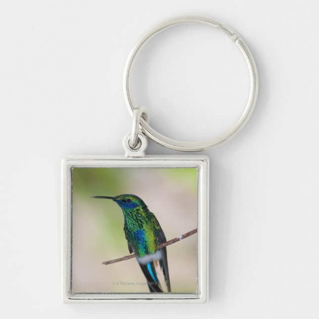 Green Violet-ear Hummingbird Keychain (Front)