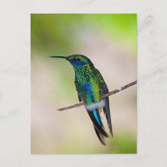 Green Violet-ear Hummingbird Postcard (Front)