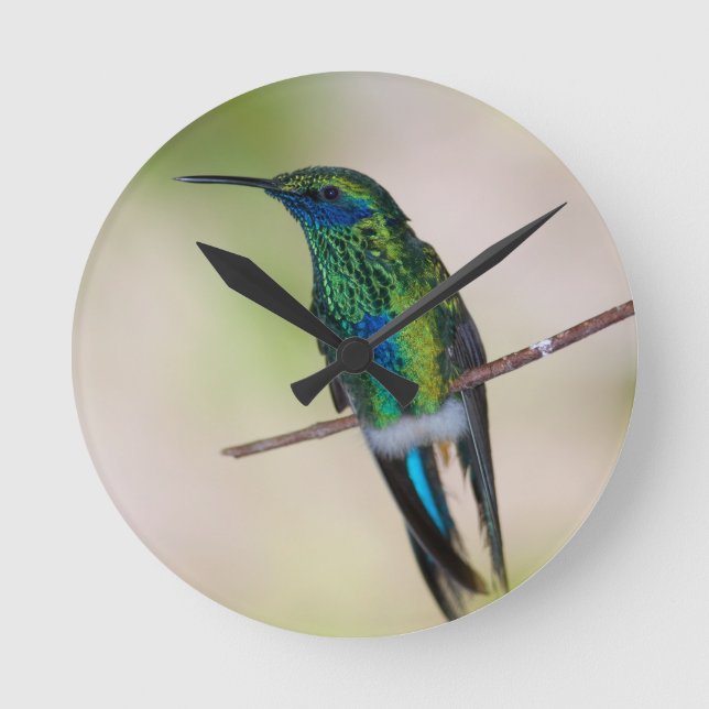 Green Violet-ear Hummingbird Round Clock (Front)