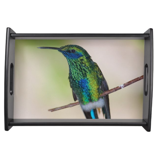 Green Violet-ear Hummingbird Serving Tray (Front)