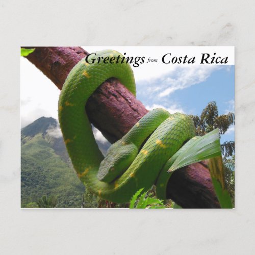 Green Viper in Costa Rica Postcard