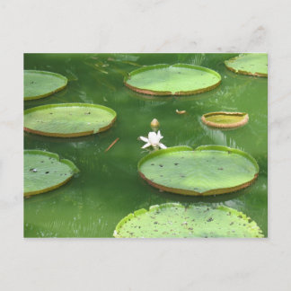 Green water lily postcard