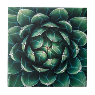 Green & White Succulent Ceramic Tile