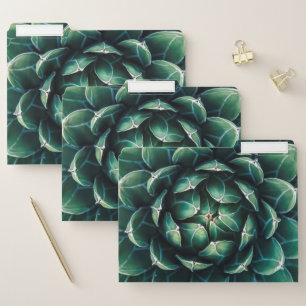 Green & White Succulent File Folder