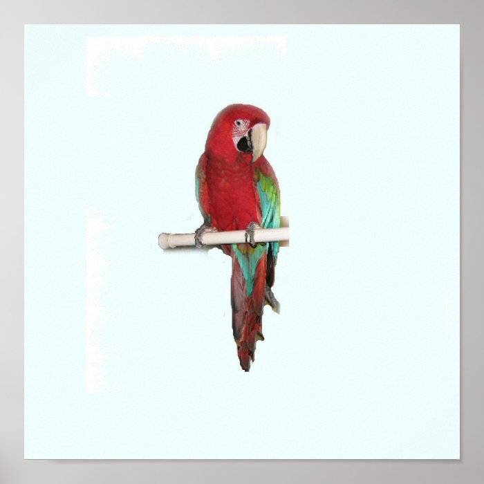 Green Wing Macaw Posters