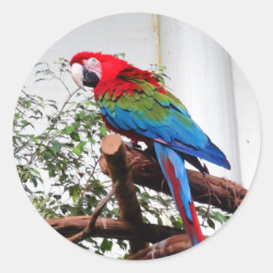 Green-winged Macaw #3 Stickers