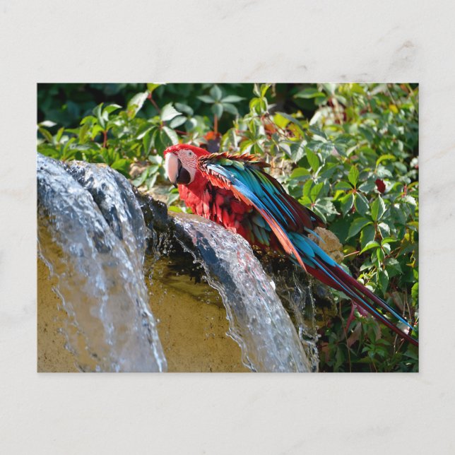 Green-winged macaw next to a waterfall holiday postcard (Front)