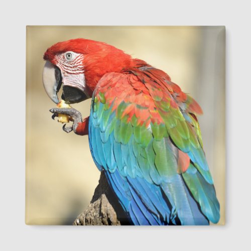 Green_winged Macaw on perch Magnet