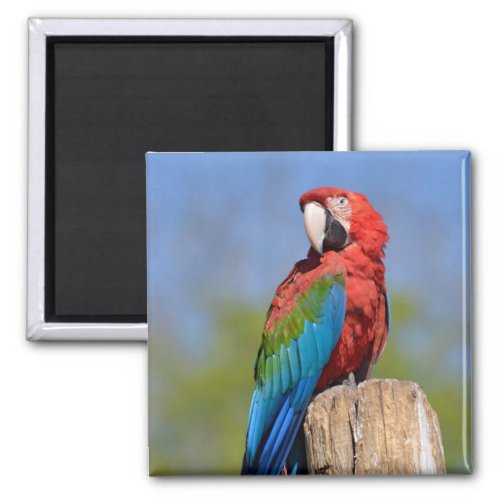 Green_winged macaw perched magnet