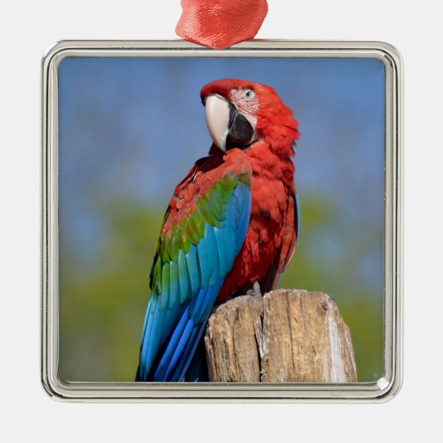 Green-winged macaw perched metal ornament (Front)