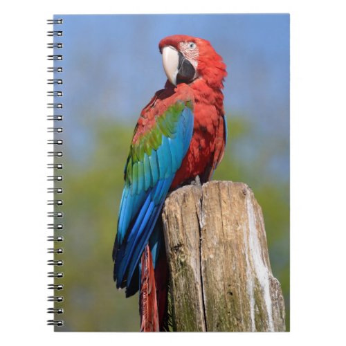 Green_winged macaw perched notebook