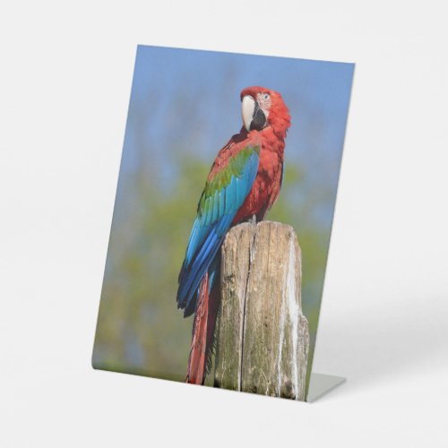 Green_winged macaw perched pedestal sign