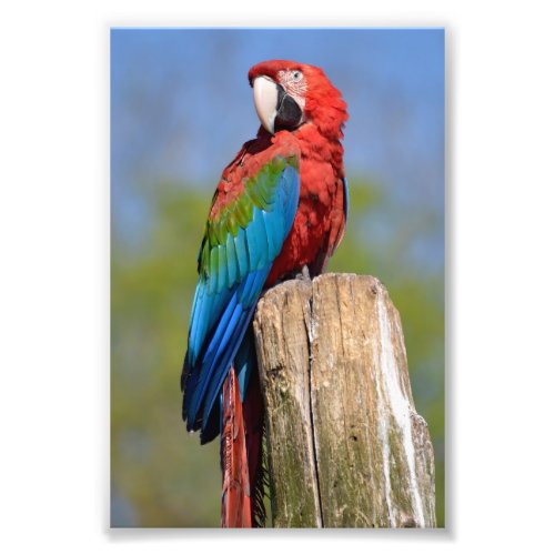 Green_winged macaw perched photo print