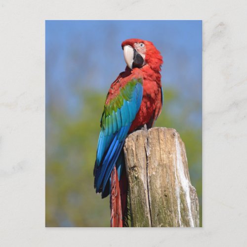 Green_winged macaw perched postcard