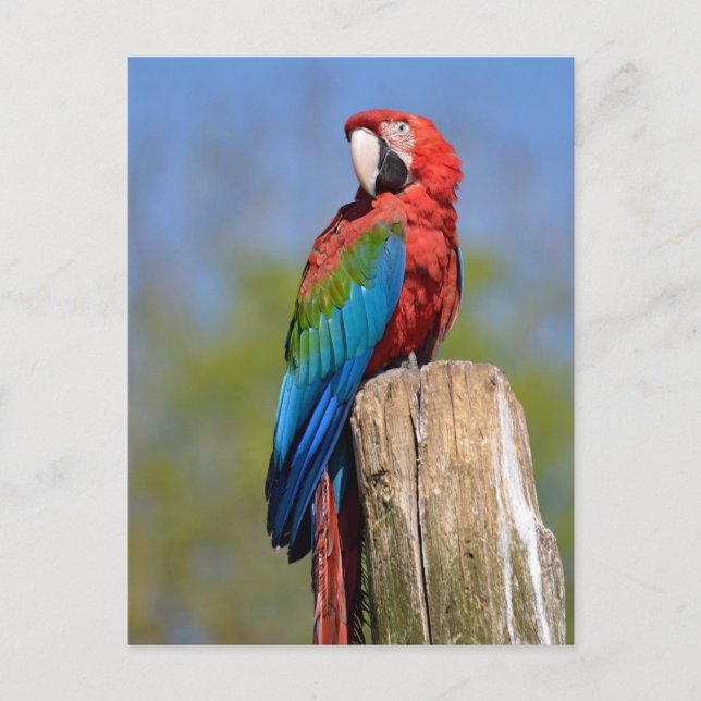 Green-winged macaw perched postcard (Front)