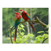 Green-winged Macaws Cards (Front Horizontal)