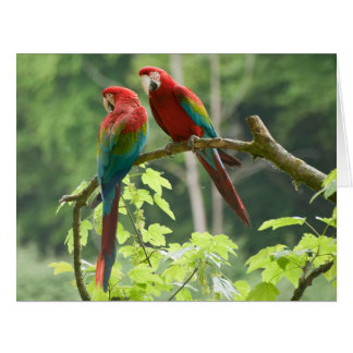 Green-winged Macaws Cards