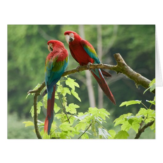 Green-winged Macaws Cards (Front Horizontal)